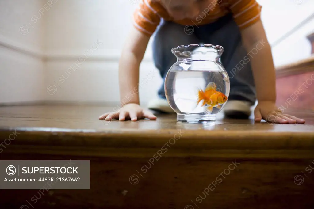 Young boy looking at a goldfish bowl 