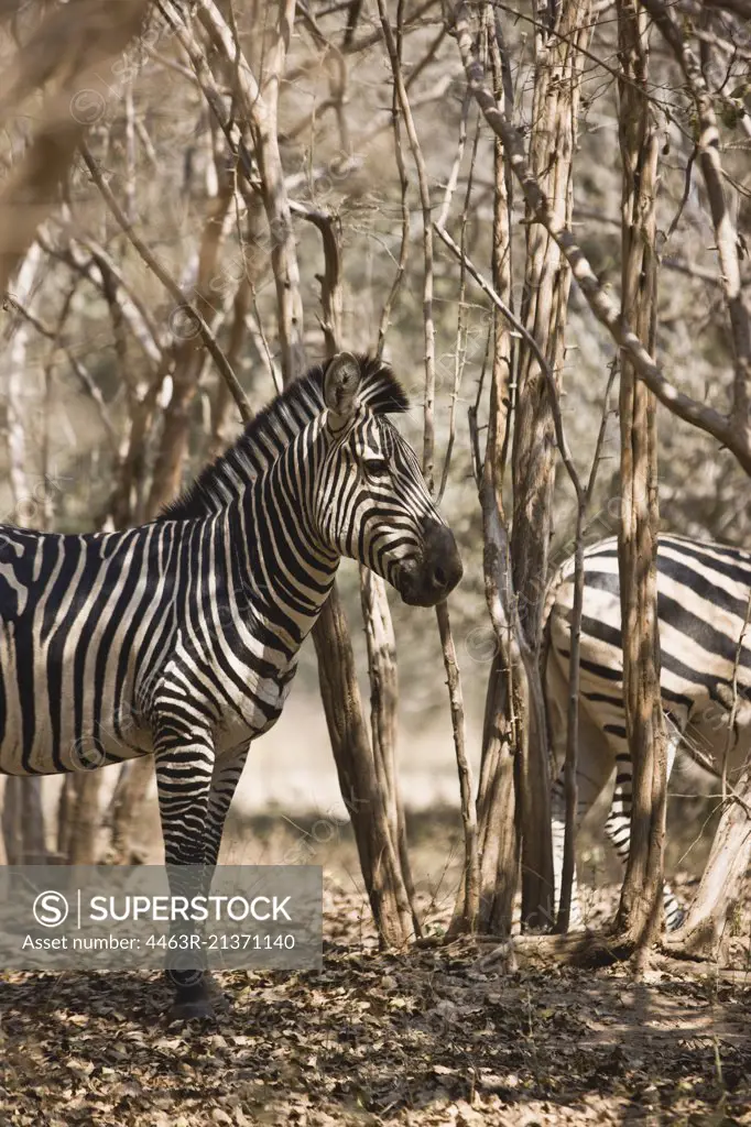 Zebras in the bush in the Highveld.