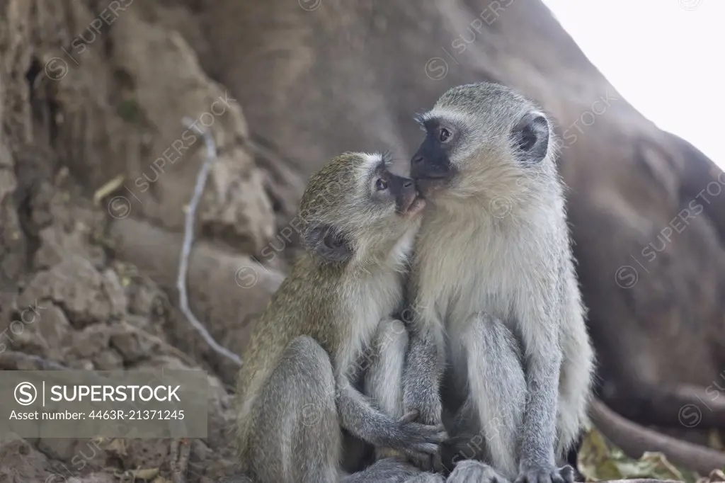 Monkey kissing another monkey.
