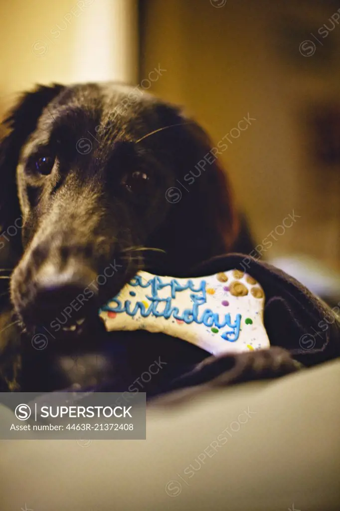 Portrait of a dog eating a birthday dog biscuit.