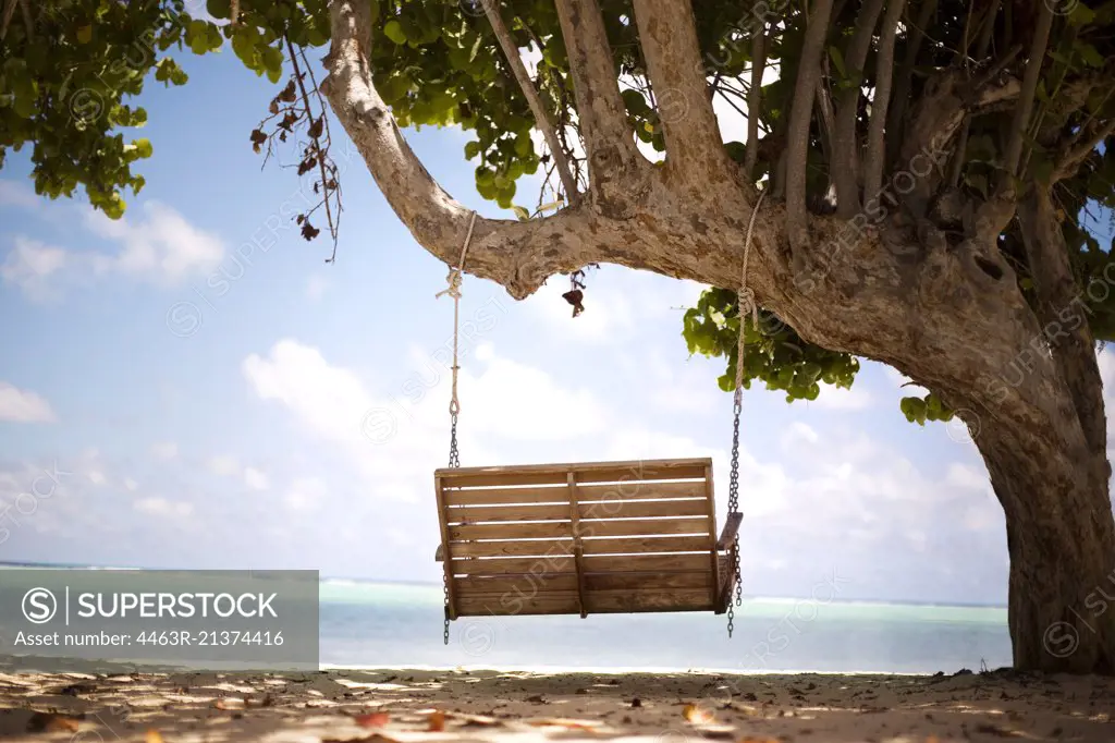 Wooden bench swing hangs from a tree facing the ocean.