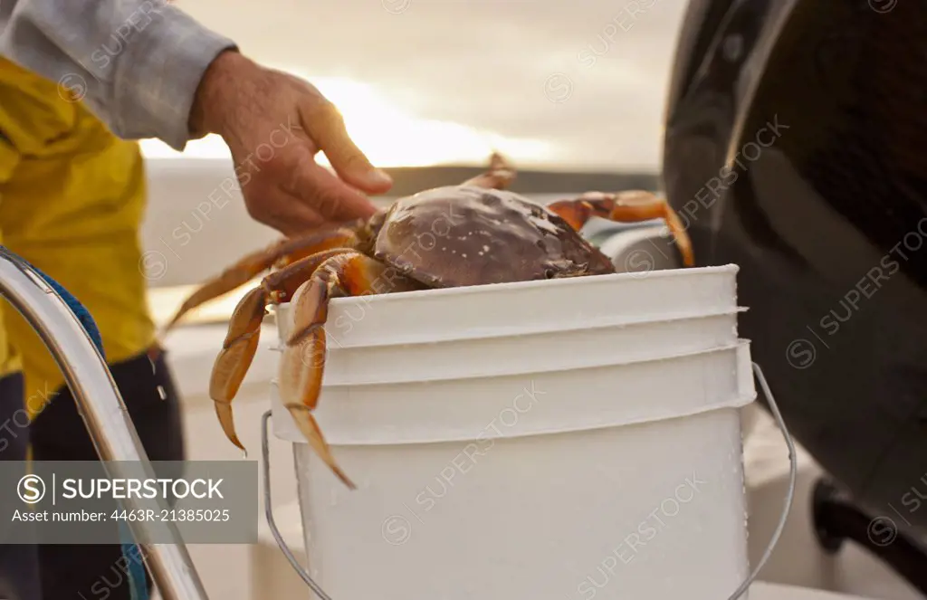 Mid adult person placing a crab into a bucket.