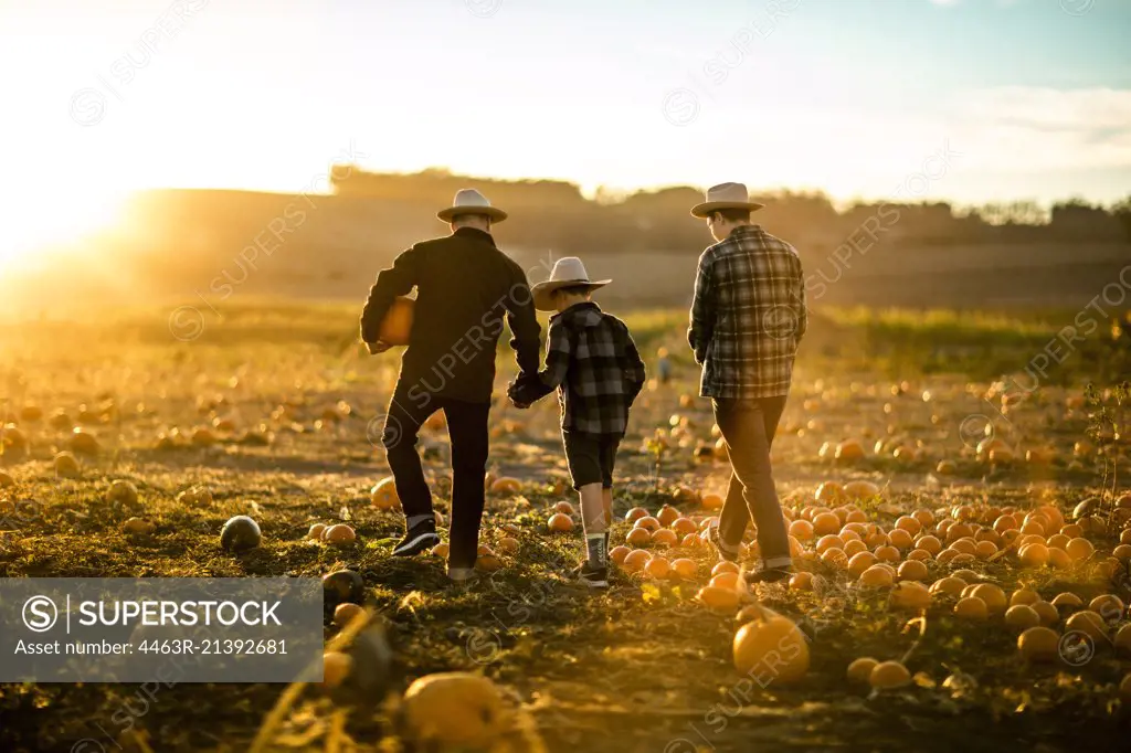 Father and his two sons gathering pumpkins from a pumpkin farm.