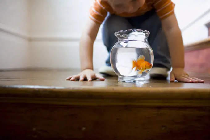 Young boy looking at a goldfish bowl 