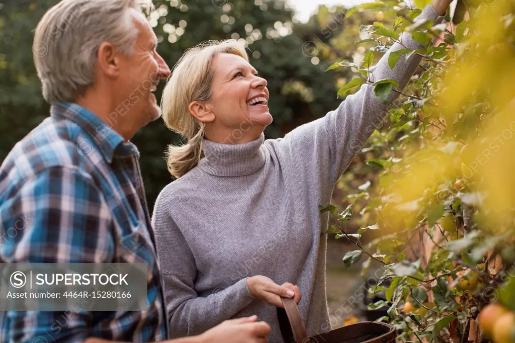 Smiling mature couple harvesting apples in garden