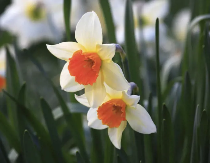 Two daffodil with a shallow depth of field