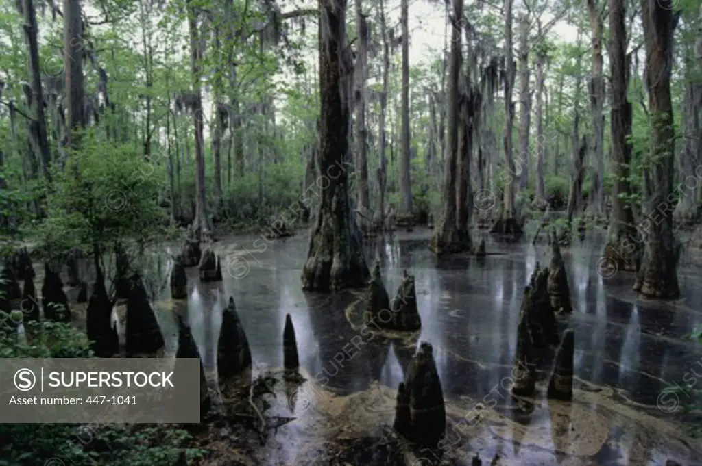 Great Dismal Swamp North Carolina USA