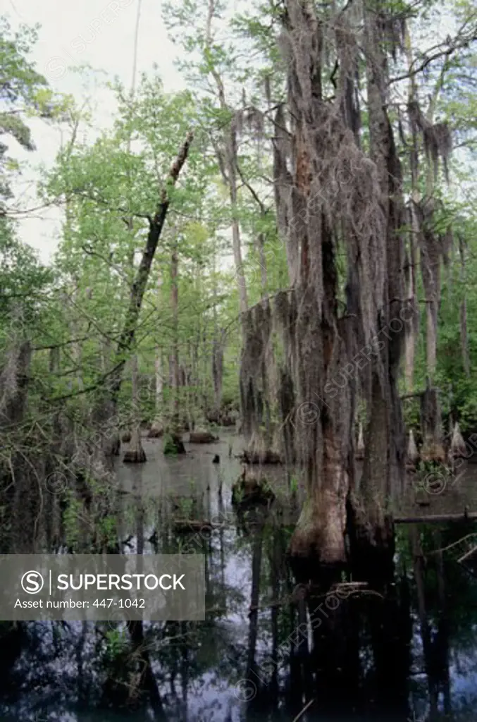 Great Dismal Swamp North Carolina USA