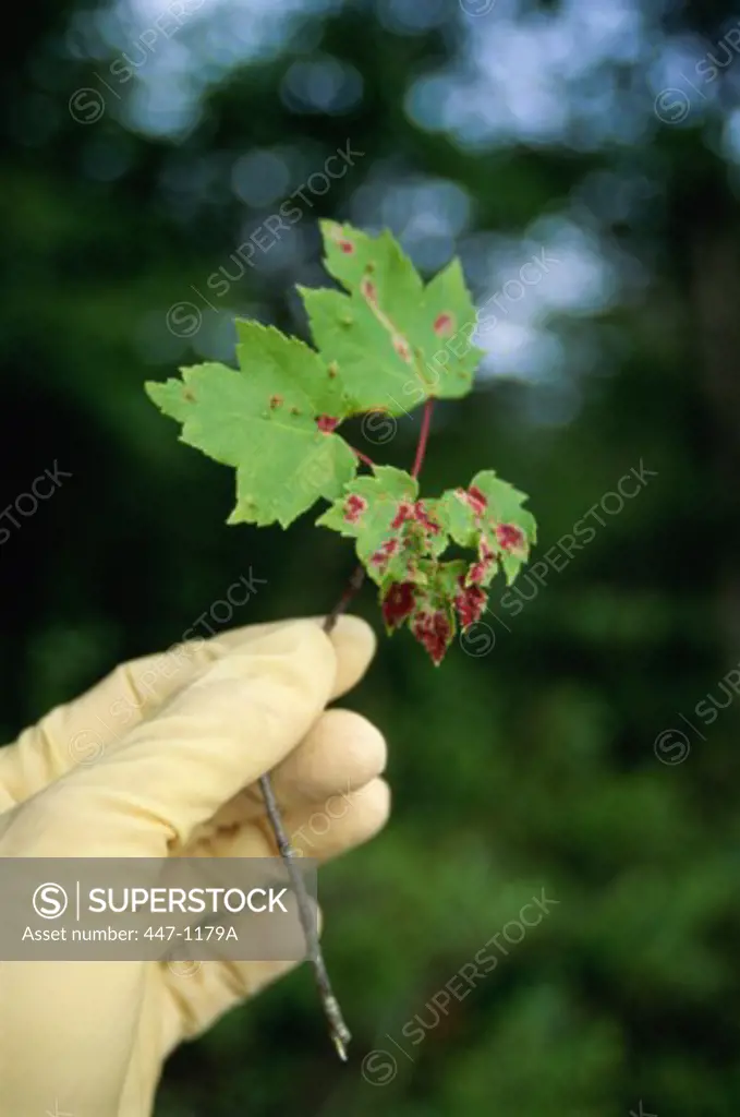 Diseased Maple Leaves