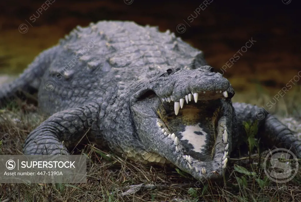 Close-up of an American Crocodile, Ding darling Wildlife refuge, Sanibel Island, Florida, USA