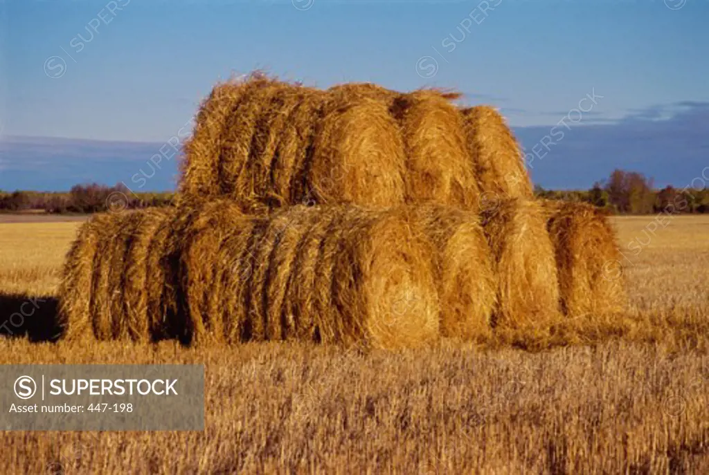 Bales of hay in a field, Manitoba, Canada