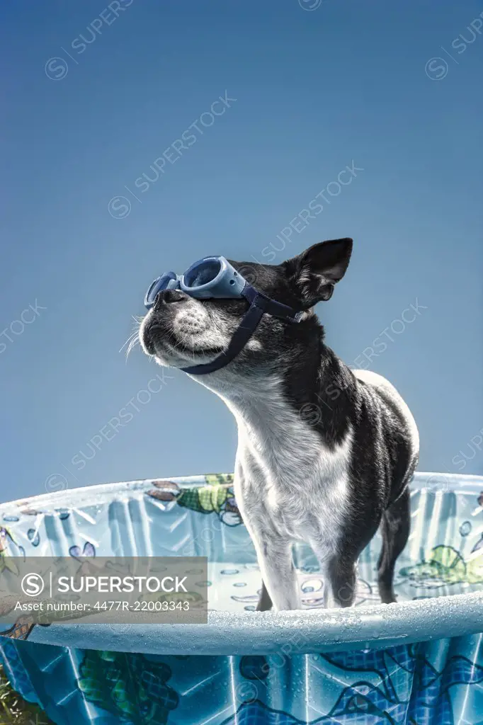 Dog In Pool 
