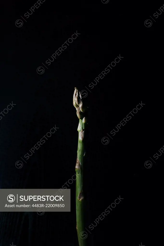 A close up macro photo of an asparagus stalk on a dark background