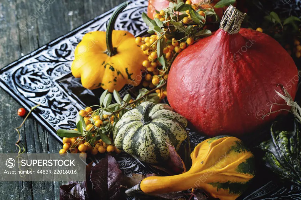 Assortment of different edible and decorative pumpkins and autumn berries in black decorative tray over wooden surface.
