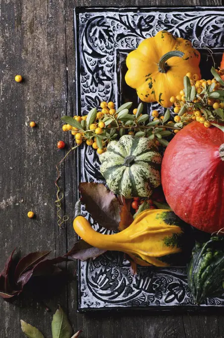 Assortment of different edible and decorative pumpkins and autumn berries in black decorative tray over wooden surface. Top view