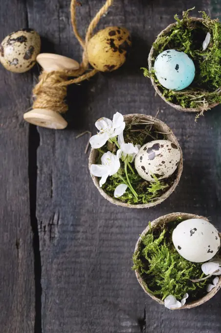 Decor colorful Easter quail eggs with spring cherry flowers, moss, spool of thread in small garden pots over old wooden background. Dark rustic style. Top view with copy space.