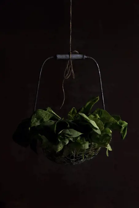 Spinach hanging in a basket