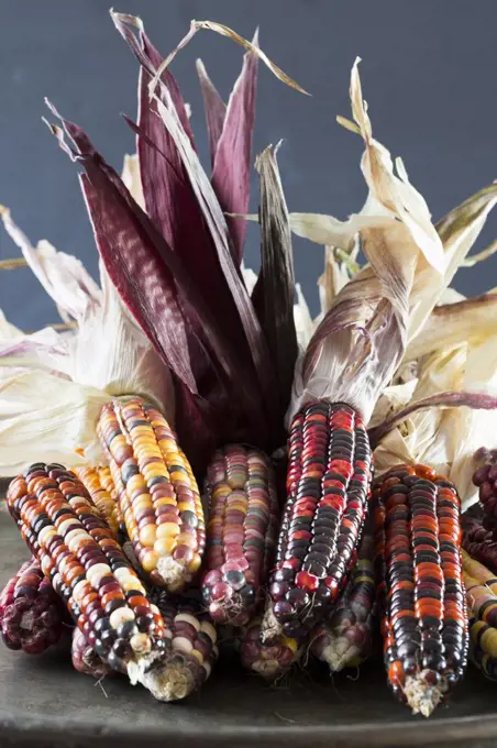 Multi-coloured corn on the cob, freshly picked and ripe