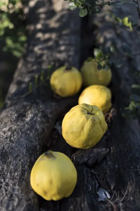 Quinces on a tree