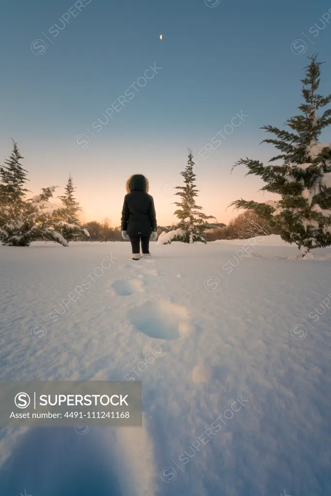 Back view of female silhouette going on snow terrain around green firs under picturesque sky