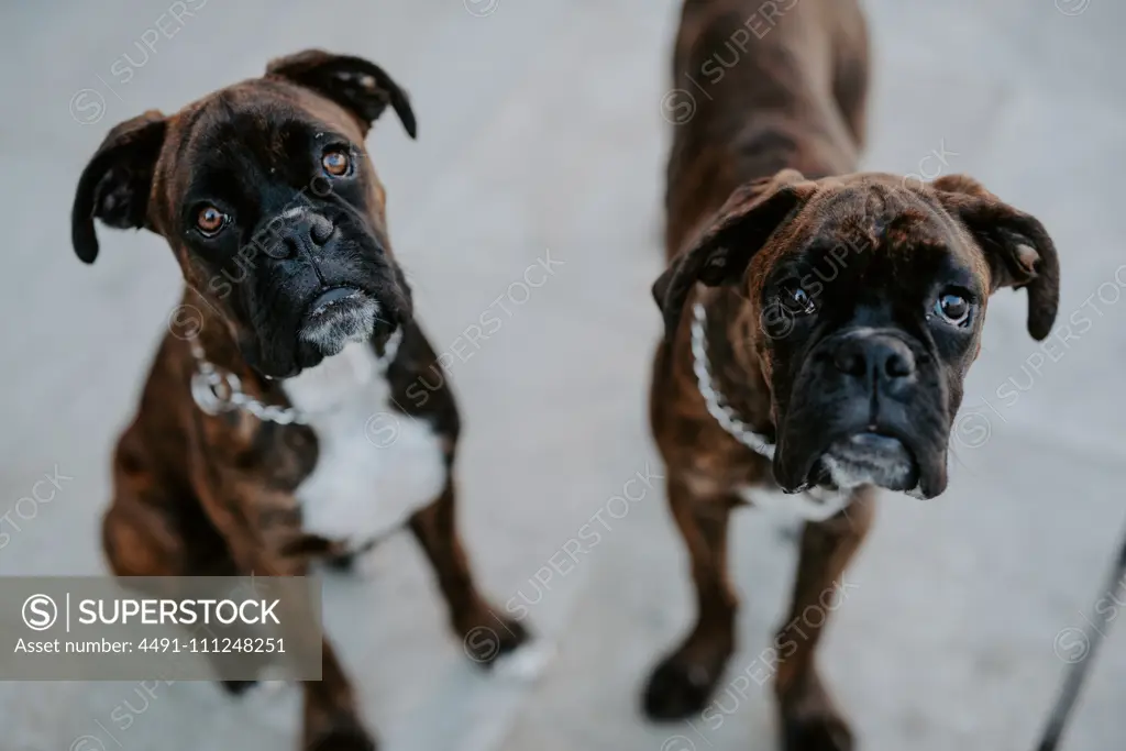 From above adorable boxer dogs with amusing faces sitting on pavement and waiting for team looking at camera