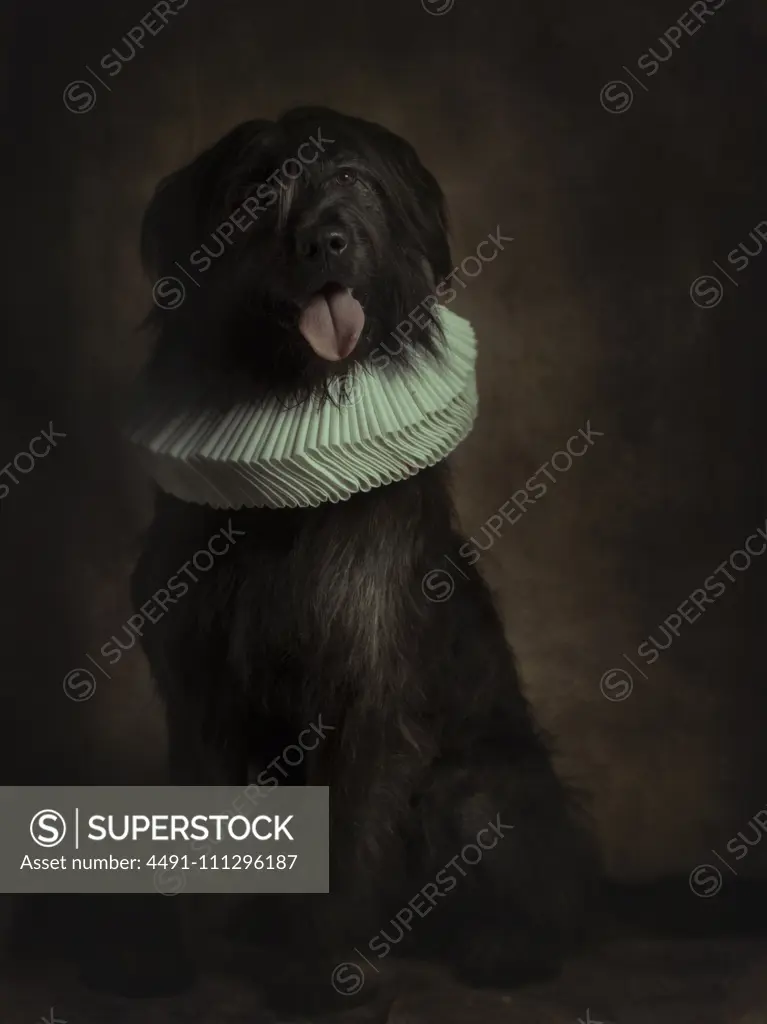 Portrait of black fluffy giant schnauzer in white ruff looking at camera