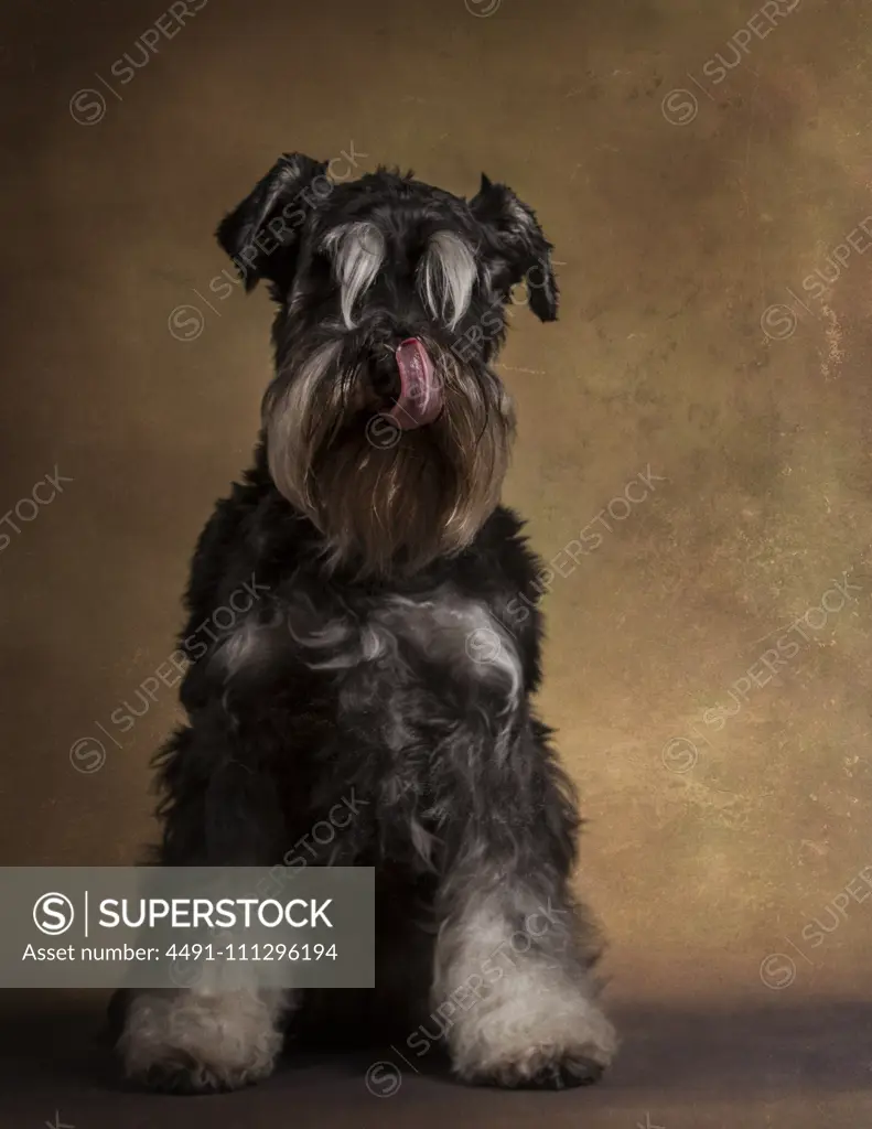 Portrait of cute schnauzer with tongue out licking nose and sitting in studio