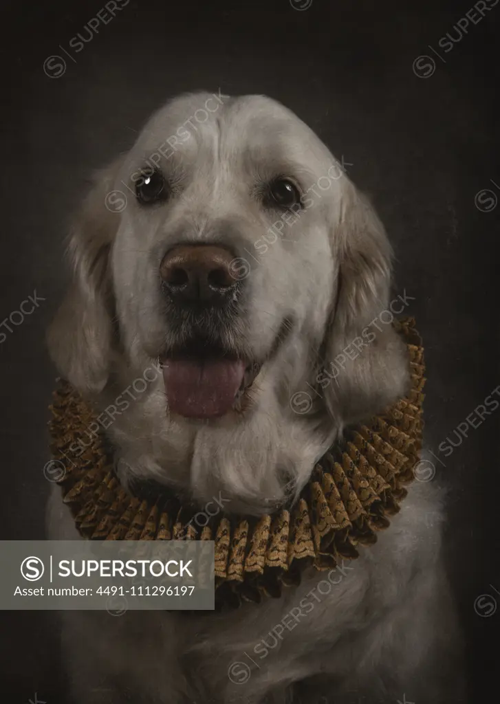 Portrait of friendly Golden Retriever with tongue out in elegant ruff looking upwards