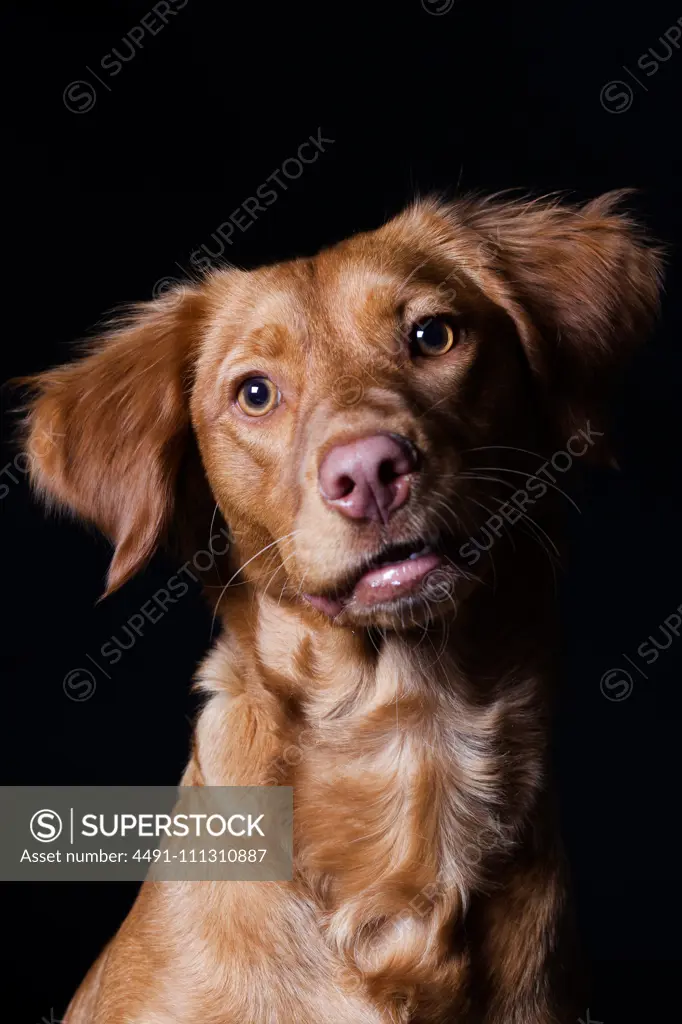 Amazing dog staring at camera