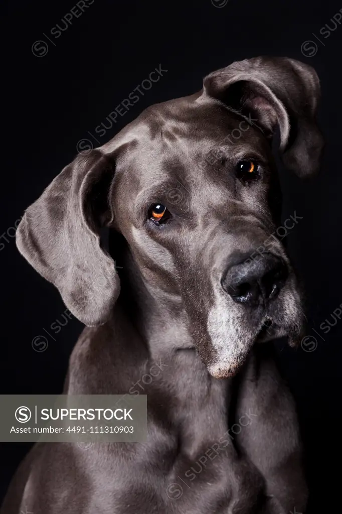Amazing dog staring at camera