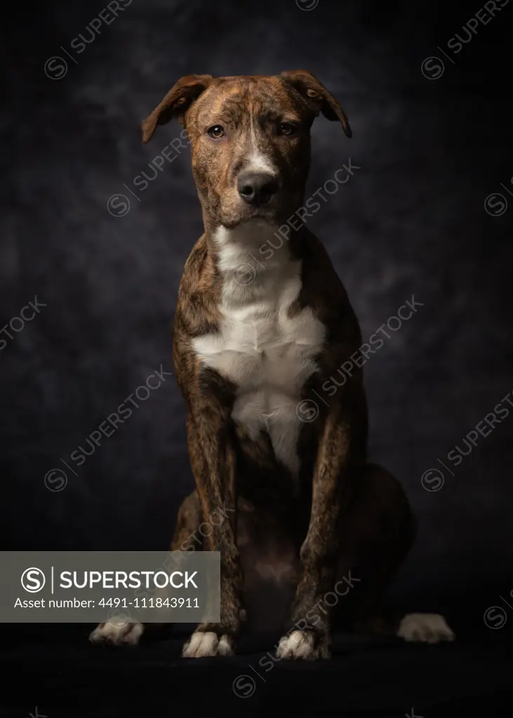 Proud adult spotted American Terrier dog