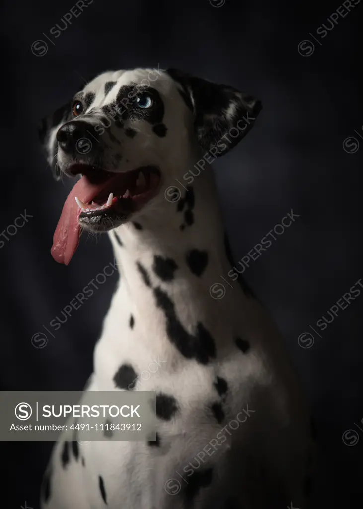 Calm adult interested Dalmatian dog