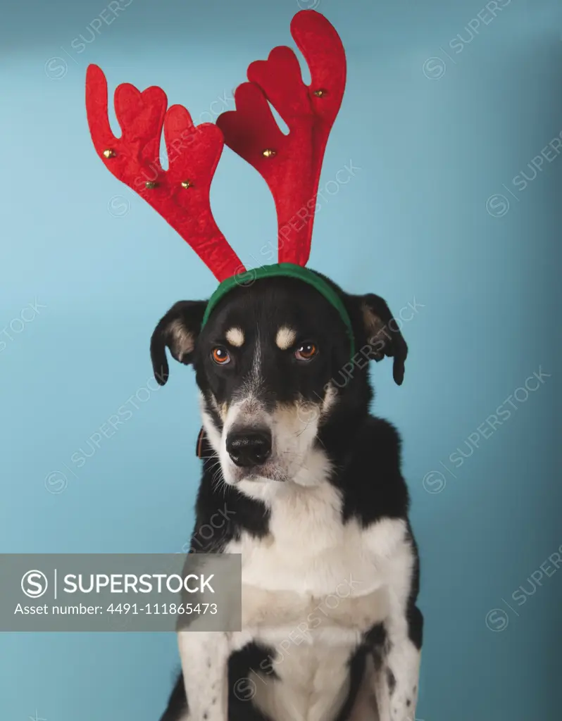 mongrel dog with red reindeer antlers on blue background. Christmas concept.