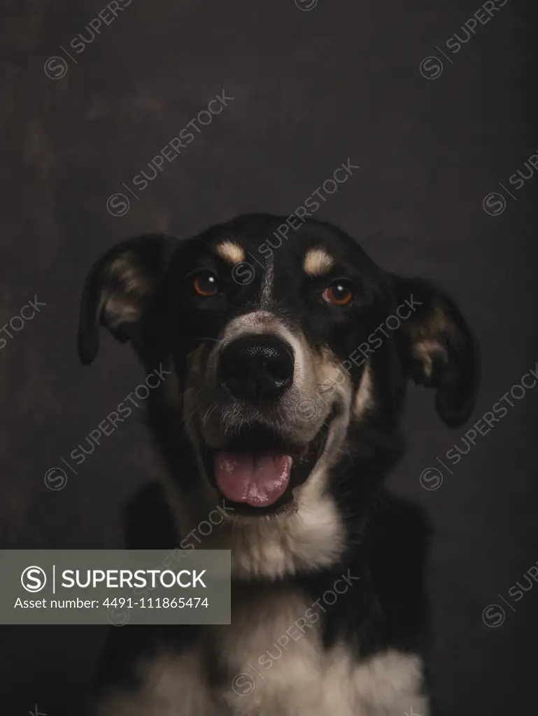 Dark portrait of a mongrel dog with expressive face waiting to be adopted