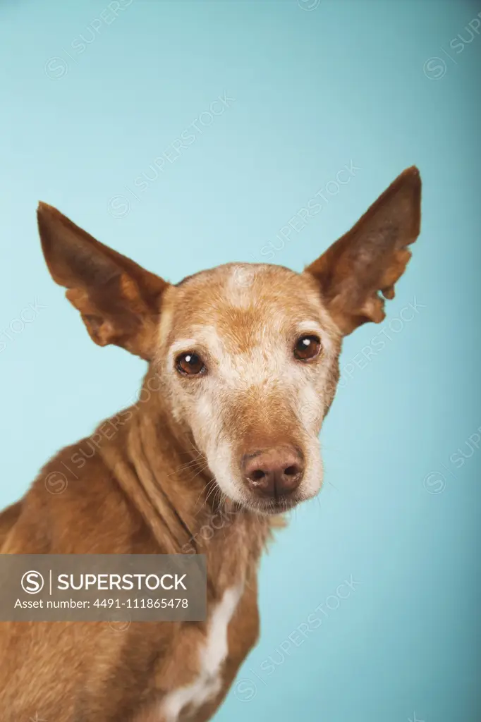 Portrait of brown podenco dog with sad look on blue background