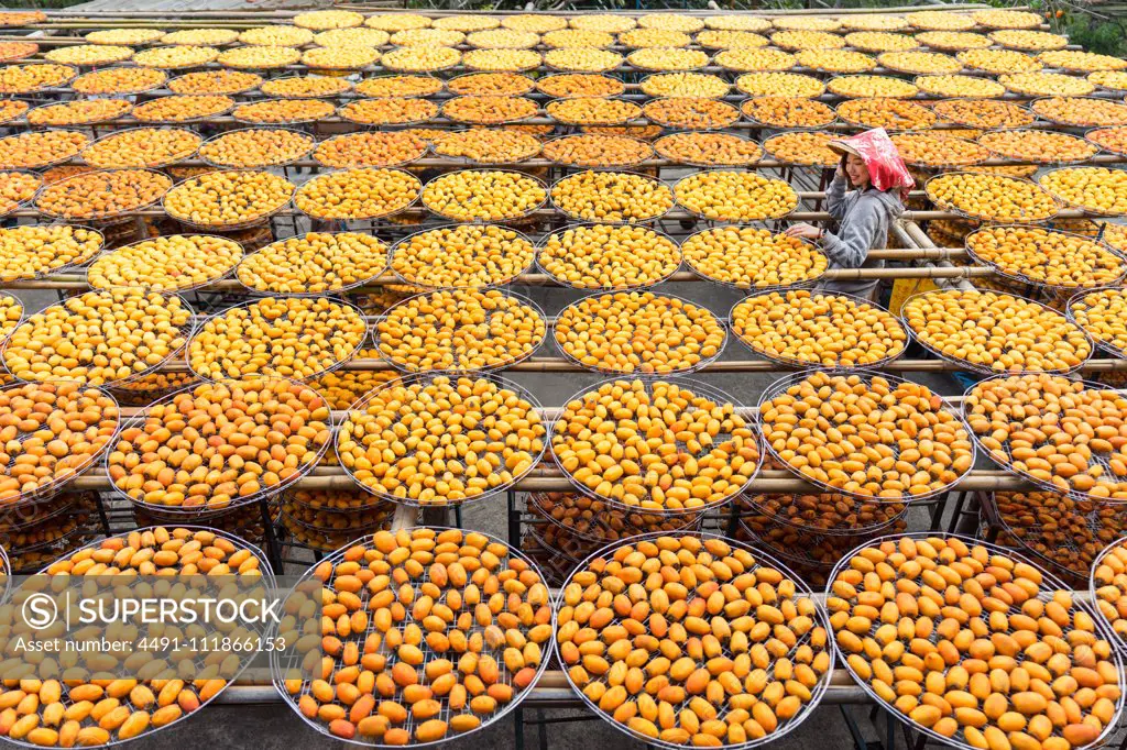 From above of Asian woman in hat smiling while exploring factory with orange drying in sun persimmon during travel at Taiwan;Asian lady along storage with persimmon