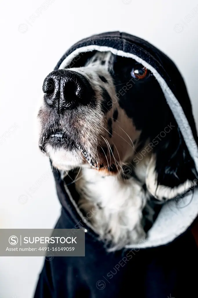 Funny dog in black hoodie