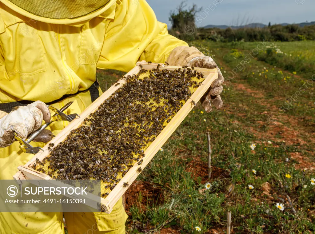 Cropped unrecognizable female beekeeper in yellow protective costume taking honeycomb frame from hive while working in apiary in sunny summer day
