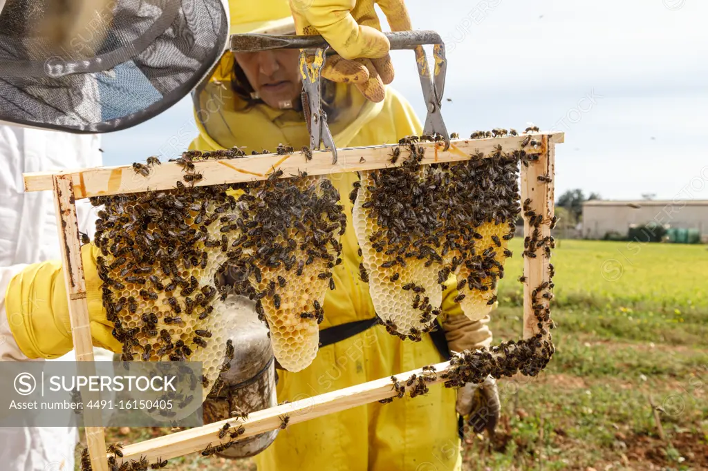 Professional beekeepers with smoker checking honeycomb with bees while working in apiary in summer day