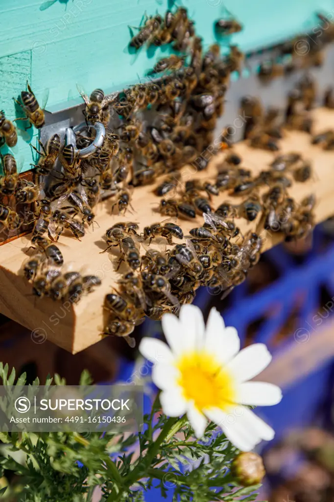 Honeycomb frame inside wooden box covered with bees during honey harvesting in apiary near daisy white and yellow flower