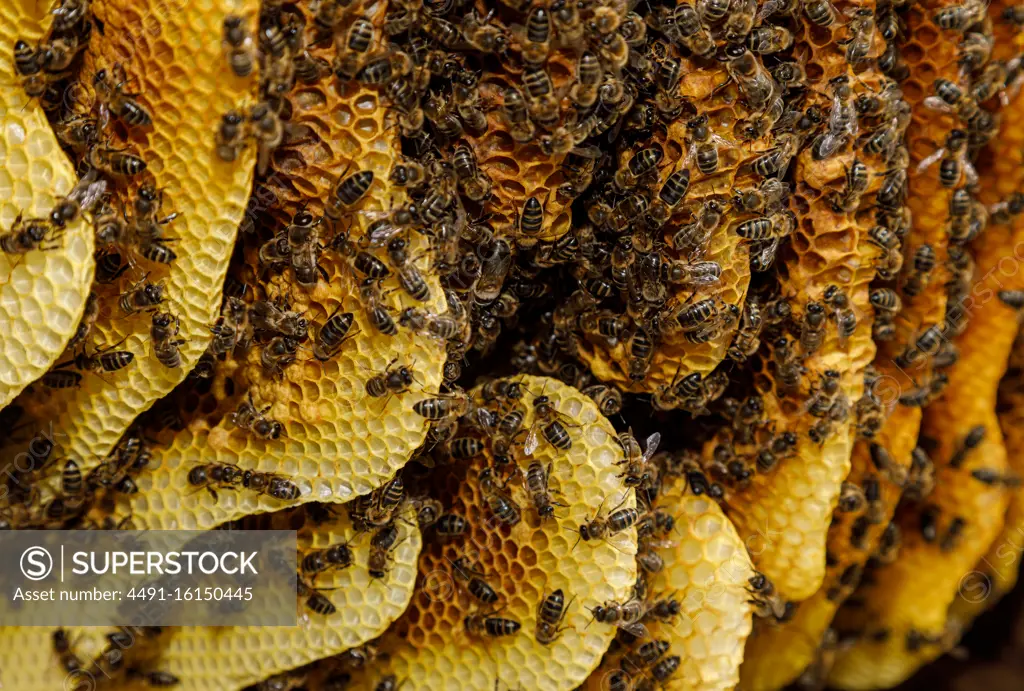 Closeup of honeycomb frame with bees during honey harvesting in apiary