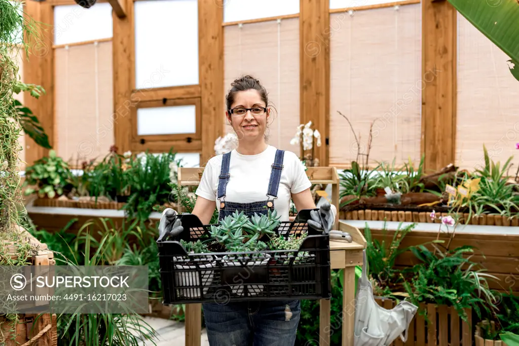 Adult happy woman smiling looking at camera and carrying plastic box with succulents while working in wooden greenhouse
