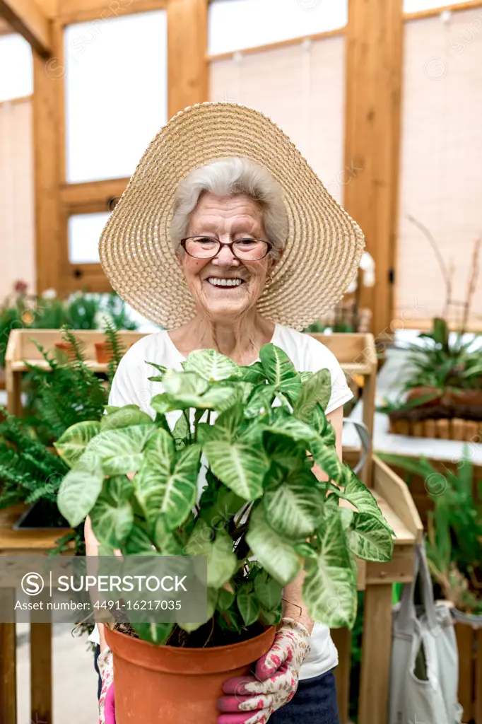 Positive elderly woman in hat and glasses carrying pot with big green plant smiling for camera while working in hothouse