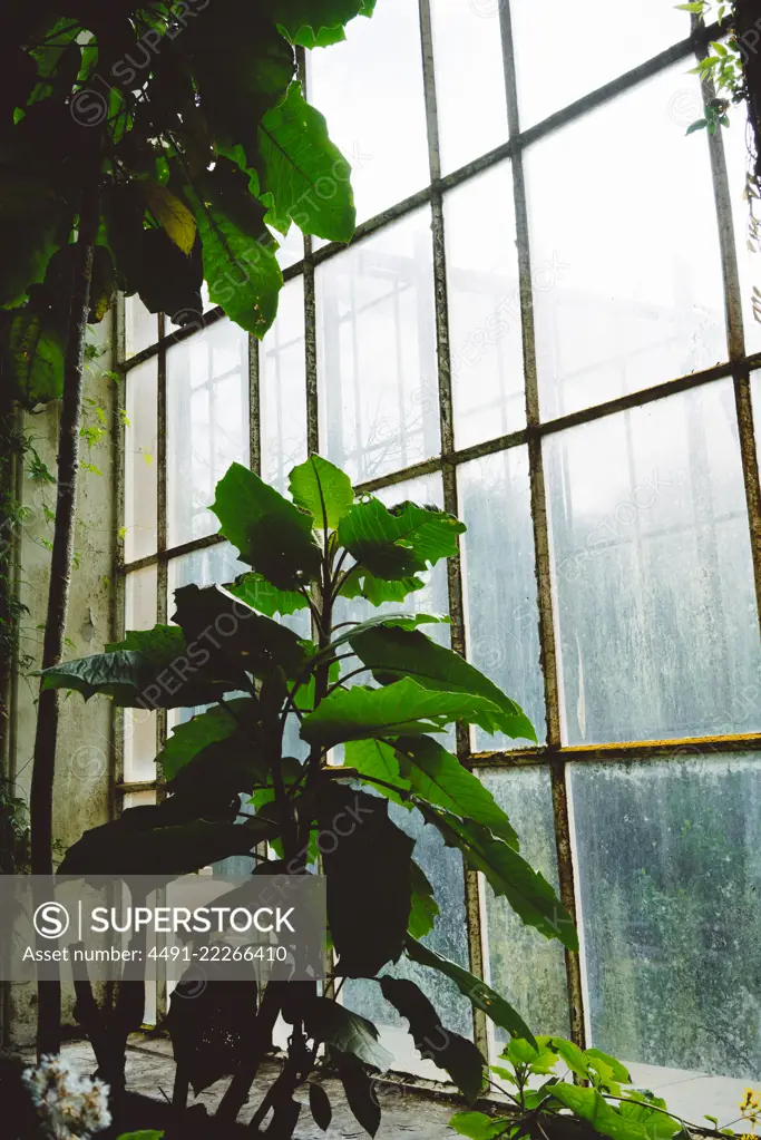 Green plants and bushes inside of old greenhouse with big arched windows, Scotland