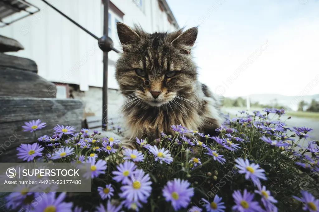Portrait of serious cat sitting in summer flowers on background of street. 