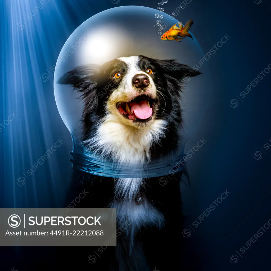 Excited Border Collie in glass helmet looking at small fish under water