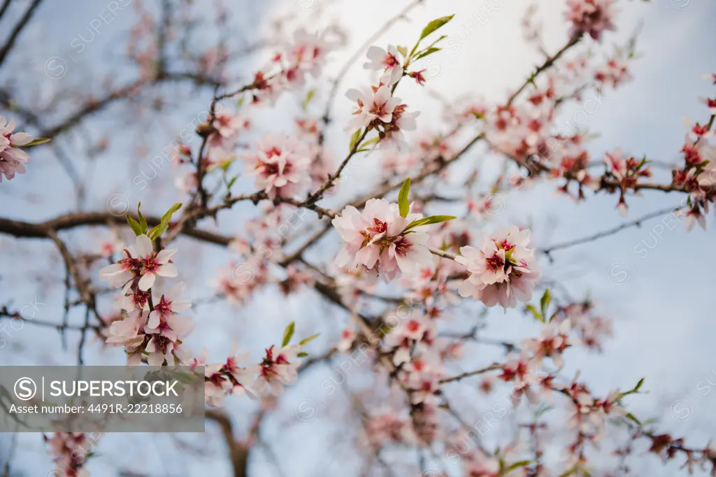 Closeup wooden twig with pink blooms in garden on hills on blurred background