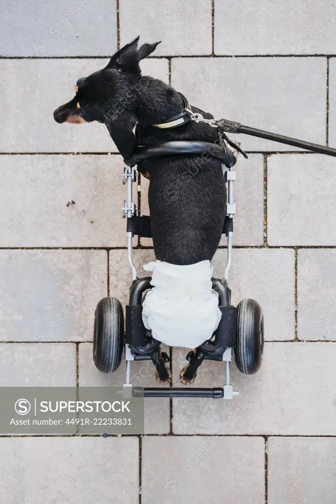 From above paralyzed handicapped Dachshund dog with wheelchair walking on street