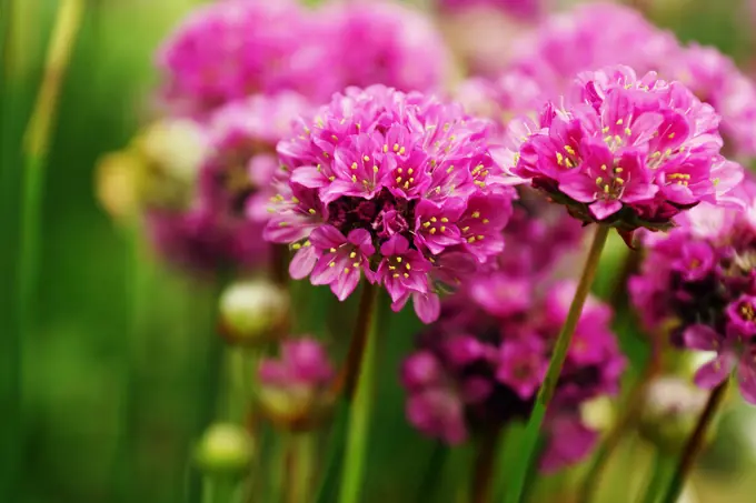 Beautiful magenta flowers with thick stems growing in green garden on blurred background