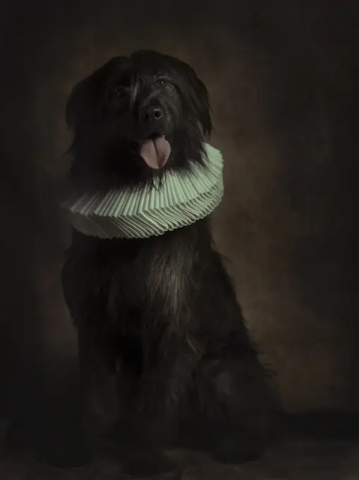 Portrait of black fluffy giant schnauzer in white ruff looking at camera